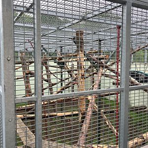 Gorilla holding cage