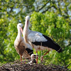 European white storks (Ciconia ciconia), 2023-05-13