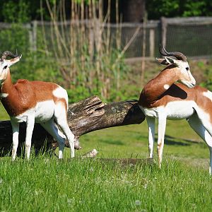 Mhorr gazelles (Nanger dama mhorr), 2023-05-13
