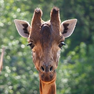 Kordofan giraffe (Giraffa camelopardalis antiquorum), 2023-05-13