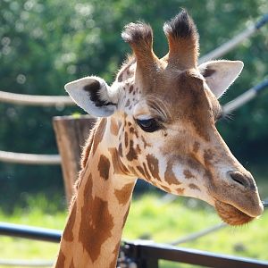 Kordofan giraffe (Giraffa camelopardalis antiquorum), 2023-05-13