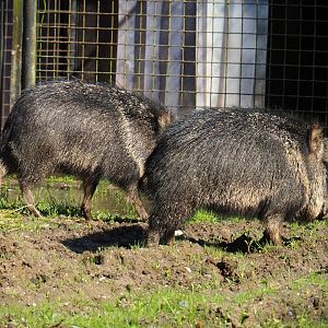 Chacoan peccaries (Catagonus wagneri), 2023-05-13