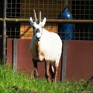 Arabian oryx (Oryx leucoryx), 2023-05-13