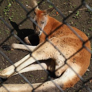 Red kangaroo (Osphranter rufus), 2023-05-13
