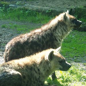 Spotted hyena (Crocuta crocuta), 2023-05-13