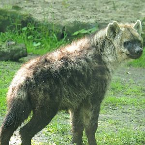 Spotted hyena (Crocuta crocuta), 2023-05-13