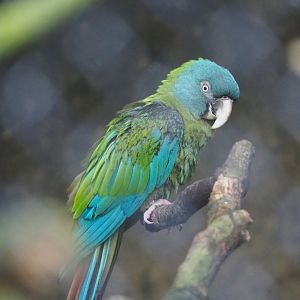 Blue-headed macaw (Primolius couloni), 2023-05-13