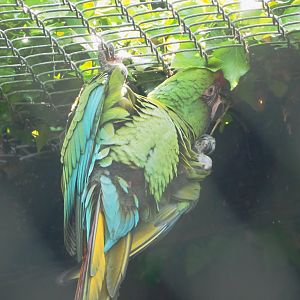 Mexican military macaw (Ara militaris mexicana), 2023-05-13