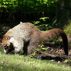 White-nosed coati (Nasua narica), 2023-05-13