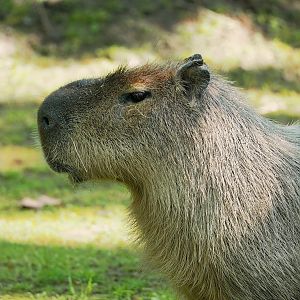 Capybara (Hydrochoerus hydrochaeris), 2023-05-13