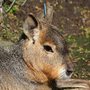 Patagonian mara (Dolichotis patagonum), 2023-05-13