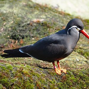 Inca tern (Larosterna inca), 2023-05-13