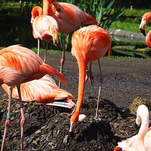 Nesting American flamingos (Phoenicopterus ruber), 2023-05-13