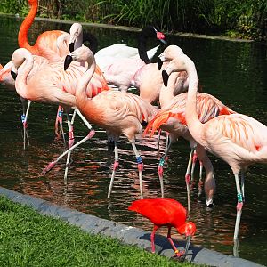 Chilean flamingos (Phoenicopterus chilensis), Scarlet ibis (Eudocimus ruber) and Black-necked swan (Cygnus melanocoryphus), 2023-05-13