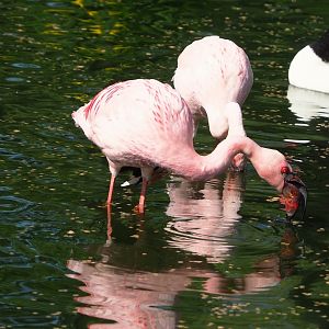 Lesser flamingo (Phoeniconaias minor), 2023-05-13