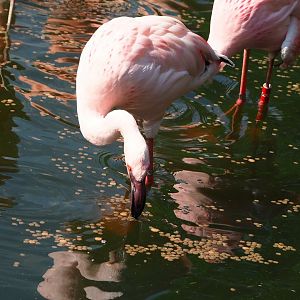 Lesser flamingo (Phoeniconaias minor), 2023-05-13