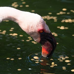 Lesser flamingo (Phoeniconaias minor), 2023-05-13