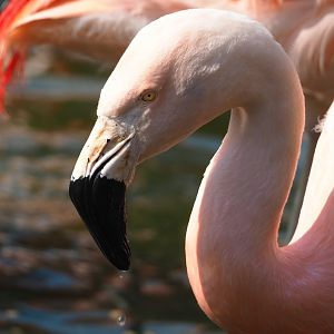 Chilean flamingo (Phoenicopterus chilensis), 2023-05-13
