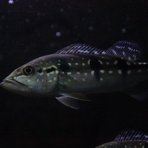 Speckled peacock bass (Cichla temensis)