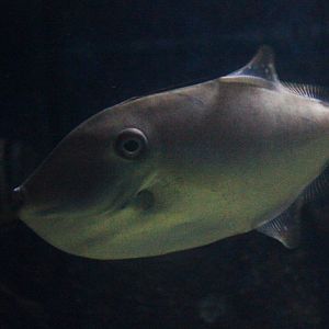 Unicorn leatherjacket (Aluterus monoceros)