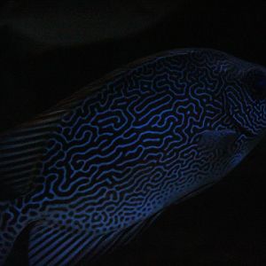 Vermiculated spinefoot (Siganus vermiculatus)