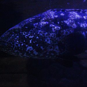 Malabar grouper (Epinephelus malabaricus)
