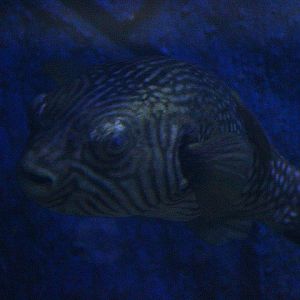 Reticulated pufferfish (Arothron reticularis)