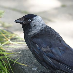 Wild Western jackdaw (Coloeus monedula), 2024-06-30
