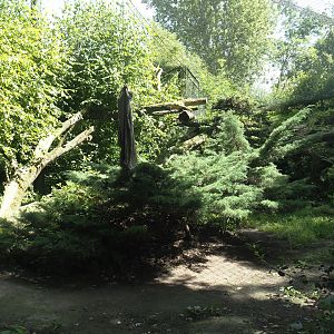 Amur leopard exhibit, 2024-06-30