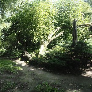 Amur leopard exhibit, 2024-06-30
