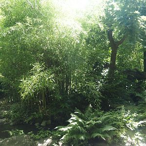 Amur leopard exhibit, 2024-06-30