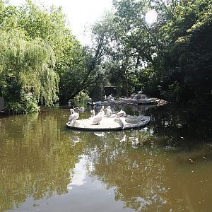 Dalmatian pelican and Eurasian greater cormorant exhibit, 2024-06-30