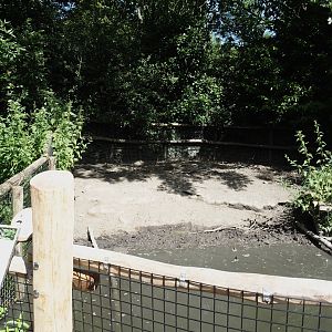 Negros Visayan warty pig exhibit, 2024-06-30