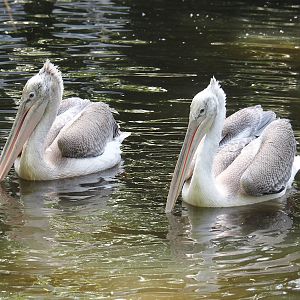 Dalmatian pelicans (Pelecanus crispus), 2024-06-30