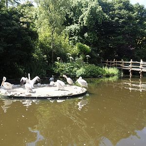 Dalmatian pelican and Eurasian greater cormorant exhibit, 2024-06-30