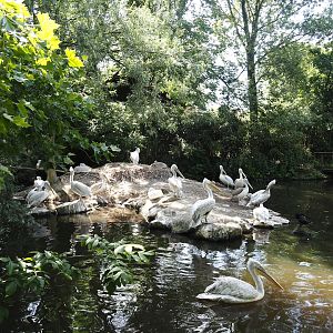 Dalmatian pelican and Eurasian greater cormorant exhibit, 2024-06-30