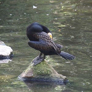 Eurasian great cormorant (Phalacrocorax carbo sinensis), 2024-06-30