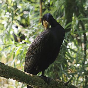 Eurasian great cormorant (Phalacrocorax carbo sinensis), 2024-06-30