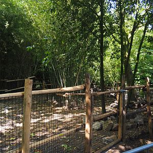 Negros Visayan warty pig exhibit, 2024-06-30