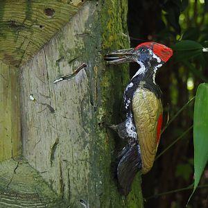 Flameback woodpecker model, 2024-06-30