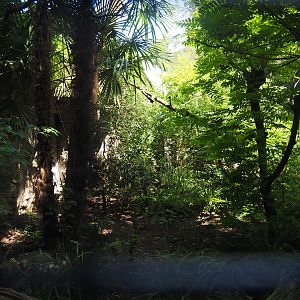 Blue-crowned laughingthrush and Sumatran black-and-white laughingthrush aviary, 2024-06-30