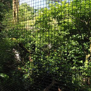Blue-crowned laughingthrush and Sumatran black-and-white laughingthrush aviary, 2024-06-30