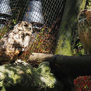 Rock eagle-owls (Bubo bengalensis), 2024-06-30