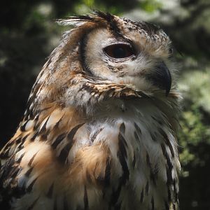 Rock eagle-owl (Bubo bengalensis), 2024-06-30