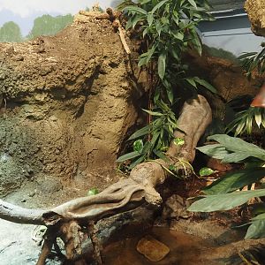 Elongated tortoise terrarium, 2024-06-30