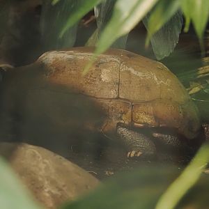 Elongated tortoise (Indotestudo elongata), 2024-06-30