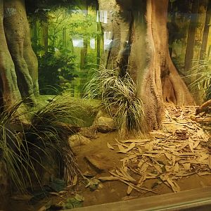 Monocled cobra terrarium, 2024-06-30