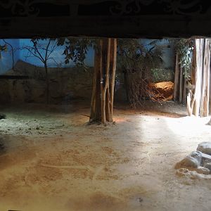 Komodo dragon exhibit, 2024-06-30