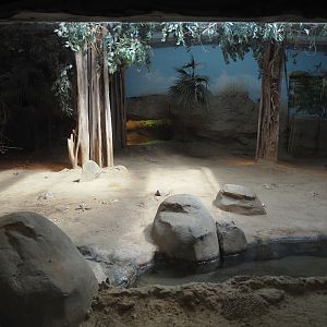 Komodo dragon exhibit, 2024-06-30