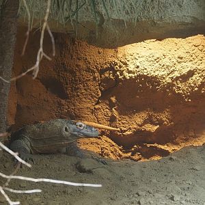 Komodo dragon (Varanus komodensis) den, 2024-06-30